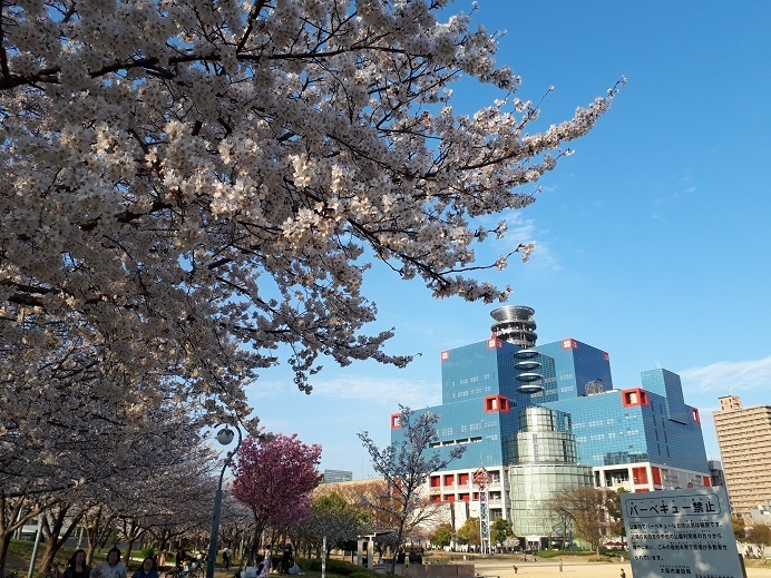 扇町公園の桜が満開なり 酒と肴と旅日記